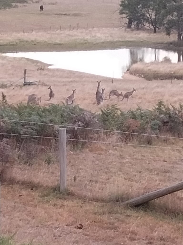 Kangaroos